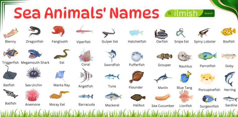 Names of Sea Animals Vocabulary in English with Pictures