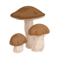 Types of Mushroom Names |Almond in English