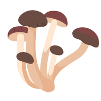 Types of Mushroom Names |Honey Mushroom in English