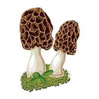 Types of Mushroom Names |Morel in English