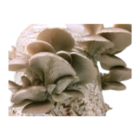 Types of Mushroom Names |Phoenix Oyster in English