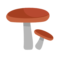 Types of Mushroom Names |Shiitake Mushrooms in English