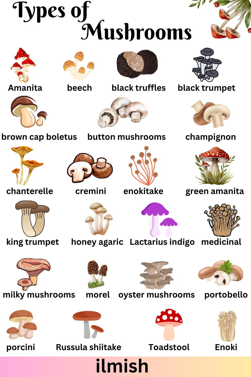 Types of Mushrooms Names in English