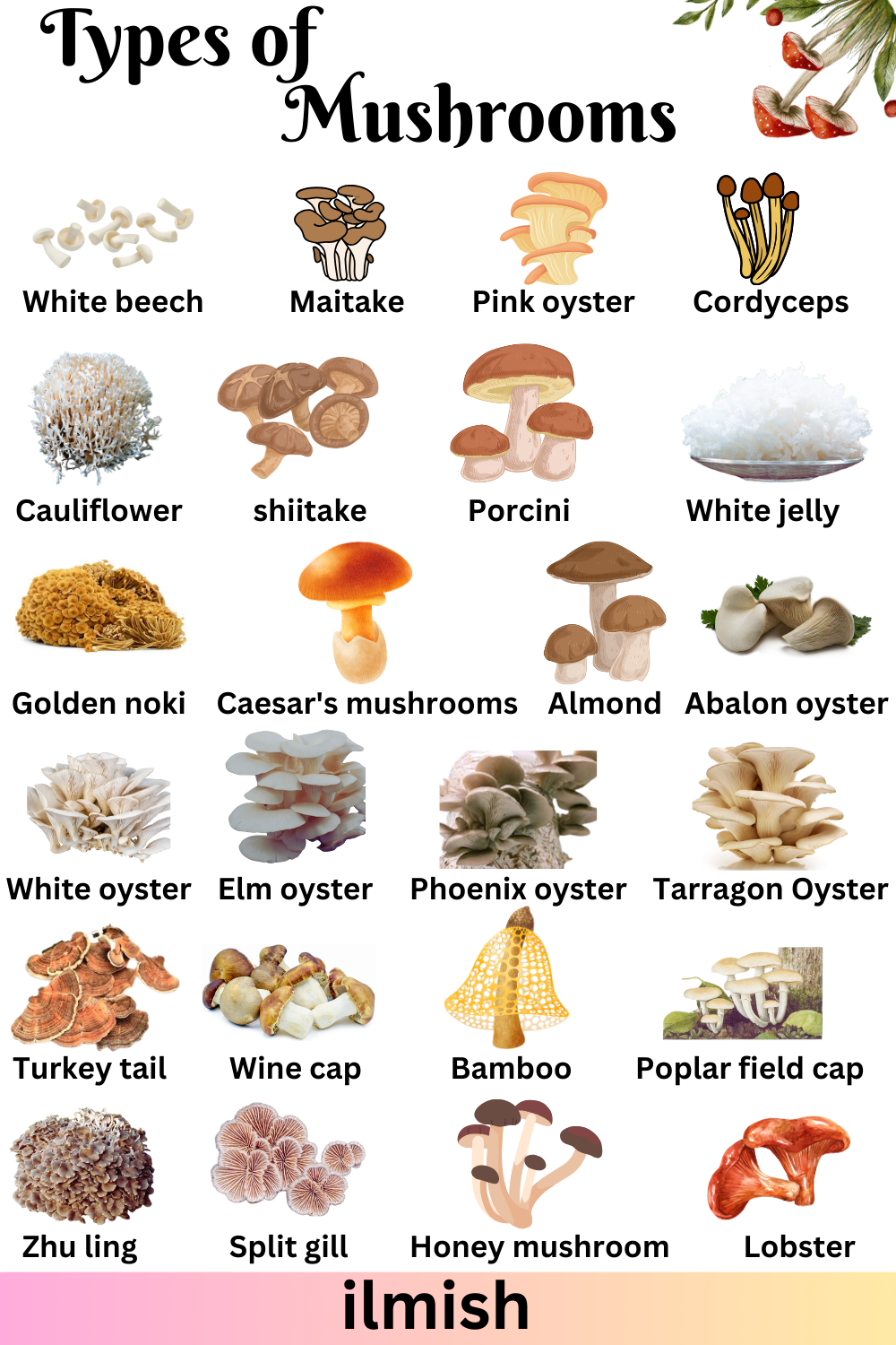 Types of Mushrooms Names in English