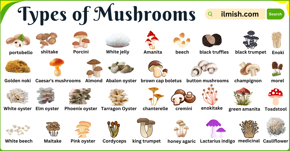 Types of Mushrooms Names in English