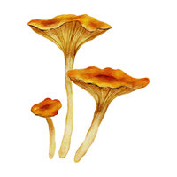 Chanterelle Mushrooms in English