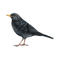 Blackbird | Birds Names in English