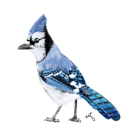 Blue Jay | Birds Names in English