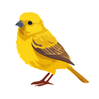 Canary | Birds Names in English