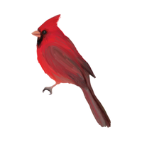 Cardinal | Birds Names in English