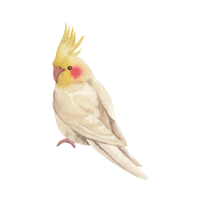 Cockatiel Bird Name in English