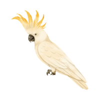 Cockatoo Bird Name in English