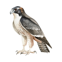 Falcon | Birds Names in English