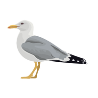 Gull | Birds Names in English