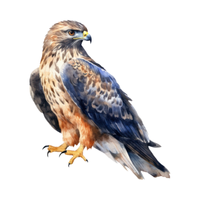 Hawk Bird Name in English