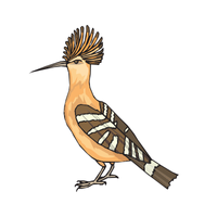 Hoopoe Bird Name in English