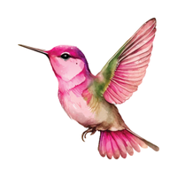 Hummingbird | Birds Names in English