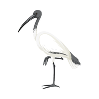 Ibis | Birds Names in English