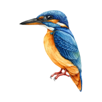 Kingfisher | Birds Names in English