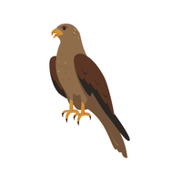 Kite bird name in English