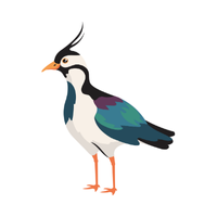 Lapwing Bird Name in English