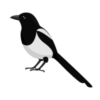 Magpie | Birds Names in English