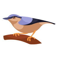 Nuthatch Bird Name in English