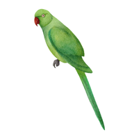 Parrot | Birds Names in English