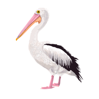 Pelican Bird Name in English