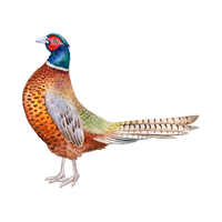 Pheasant | Birds Names in English