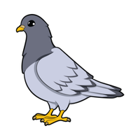 Pigeon | Birds Names in English