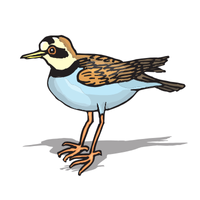 Plover Bird Name in English