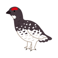 Ptarmigan | Birds Names in English