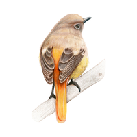 Redstart Bird Name in English