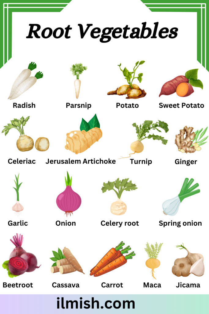 Types of Root Vegetables Names in English and Their pictures - ilmish