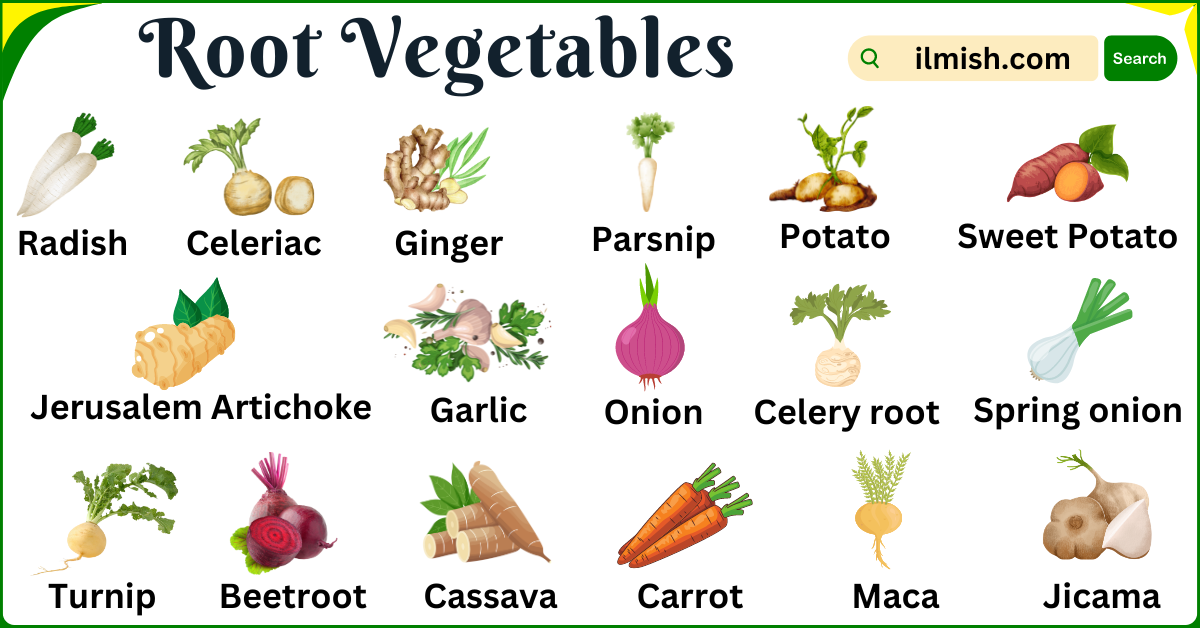 Types of Root Vegetables Names in English and Their pictures - ilmish