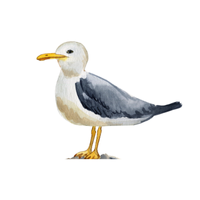 Seagull | Birds Names in English