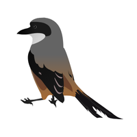 Shrike Bird Name in English