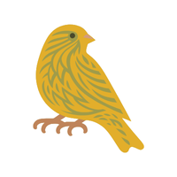 Siskin Bird Name in English