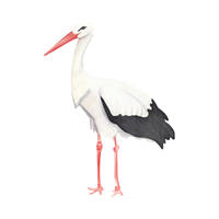 Stork Bird Name in English