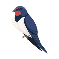 Swallow | Birds Names in English