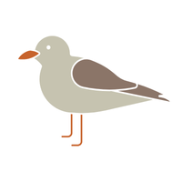 Tern | Birds Names in English