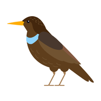 Thrush | Birds Names in English