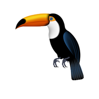 Toucan | Birds Names in English