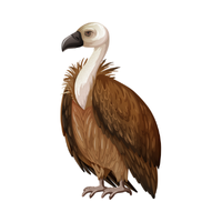 Vulture Bird Name in English