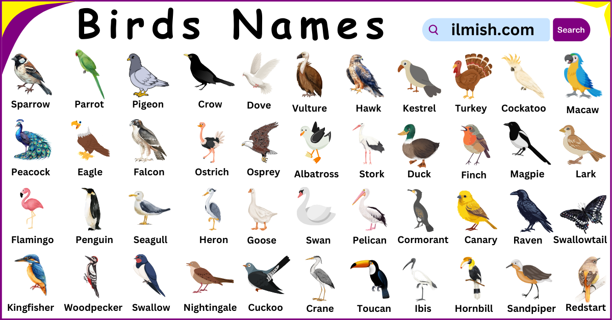 Birds Names in English and Pictures