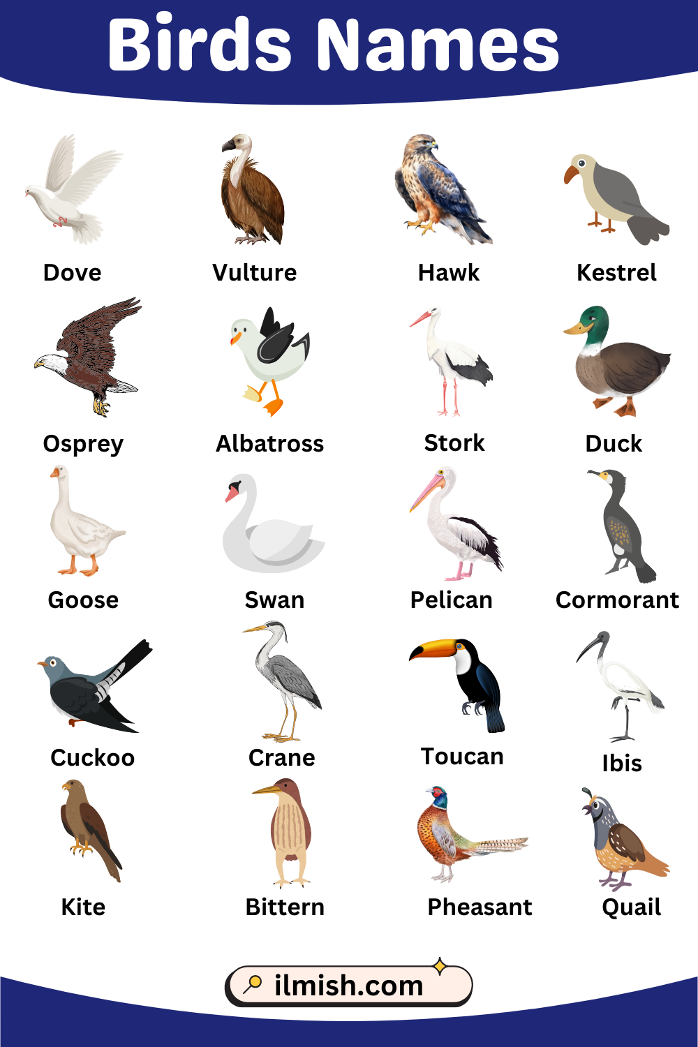 Birds Names in English