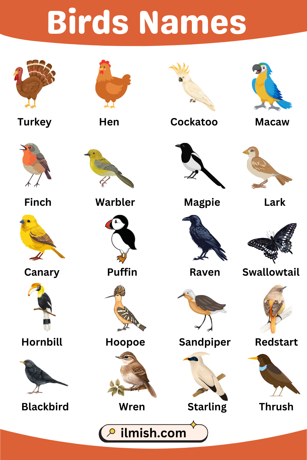 Birds Names in English