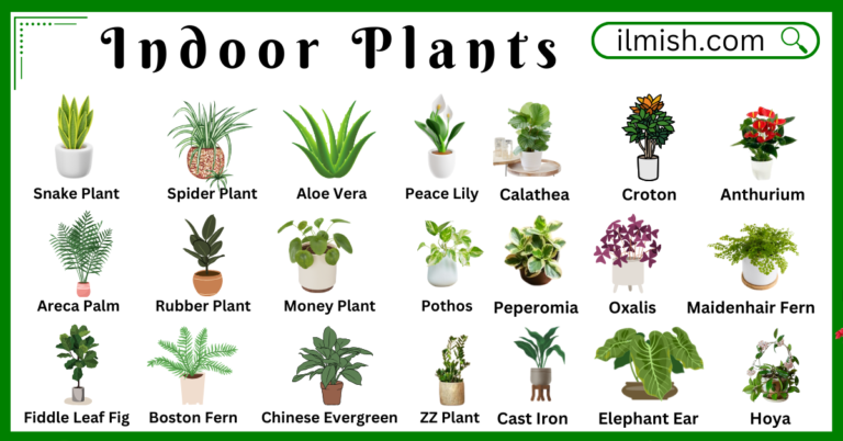 Indoor Plants Names in English with Their Pictures