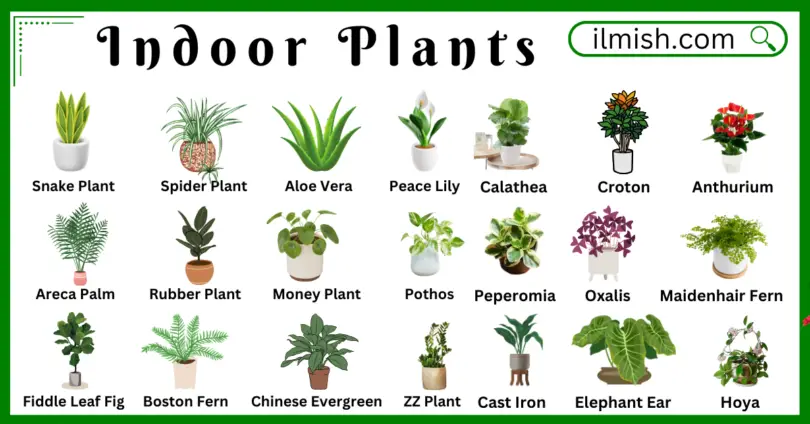Indoor Plants Names in English with Their Pictures